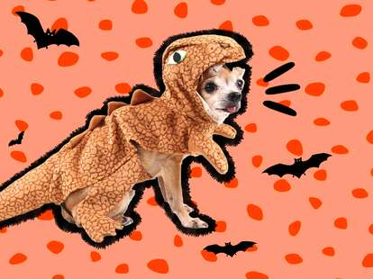 Dinosaur hotsell puppy costume