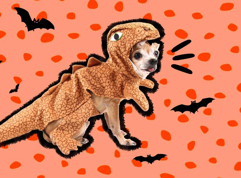 16 Dog And Owner Halloween Costumes That Match - DodoWell - The Dodo