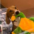 Rescue Beagle Gets His Very First Toy And Refuses To Let Go