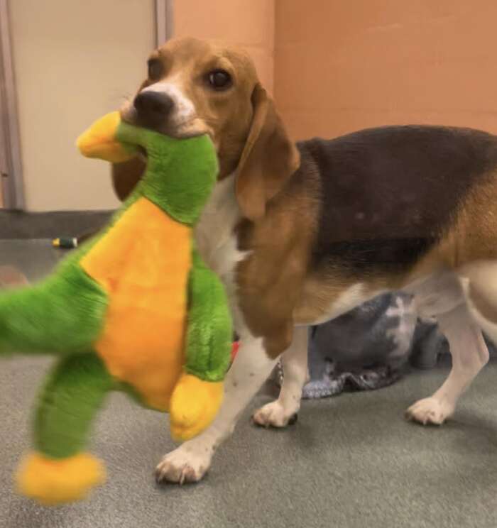 dog holds toy 