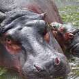 A mother hippo and her child relax in water.