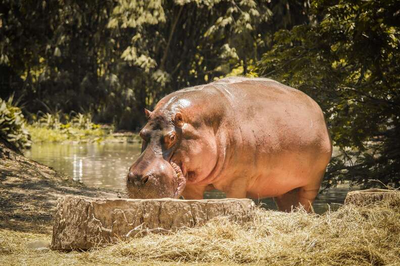 A hippo enjoys time in the sun.