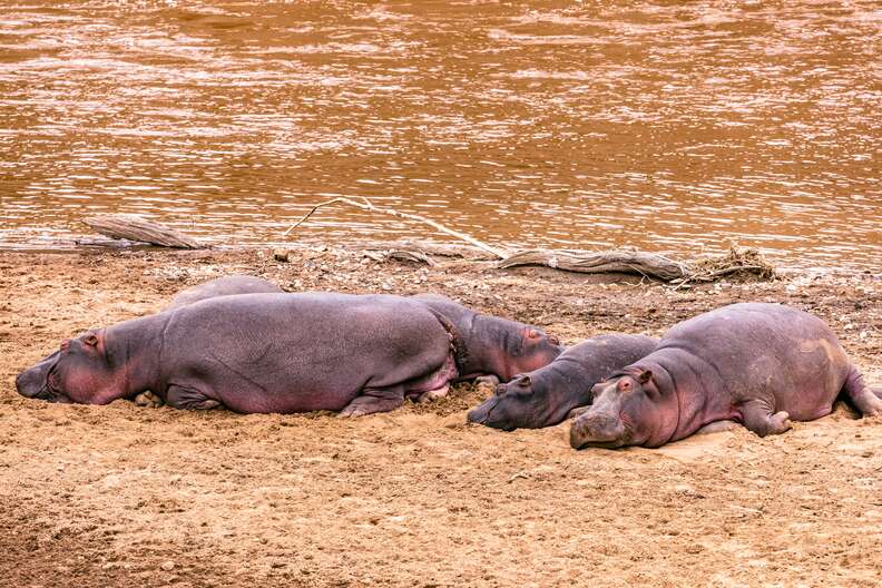 Hippos lay out in the sun.