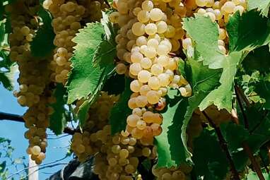 Wine & Cheese in a Lost Paradise