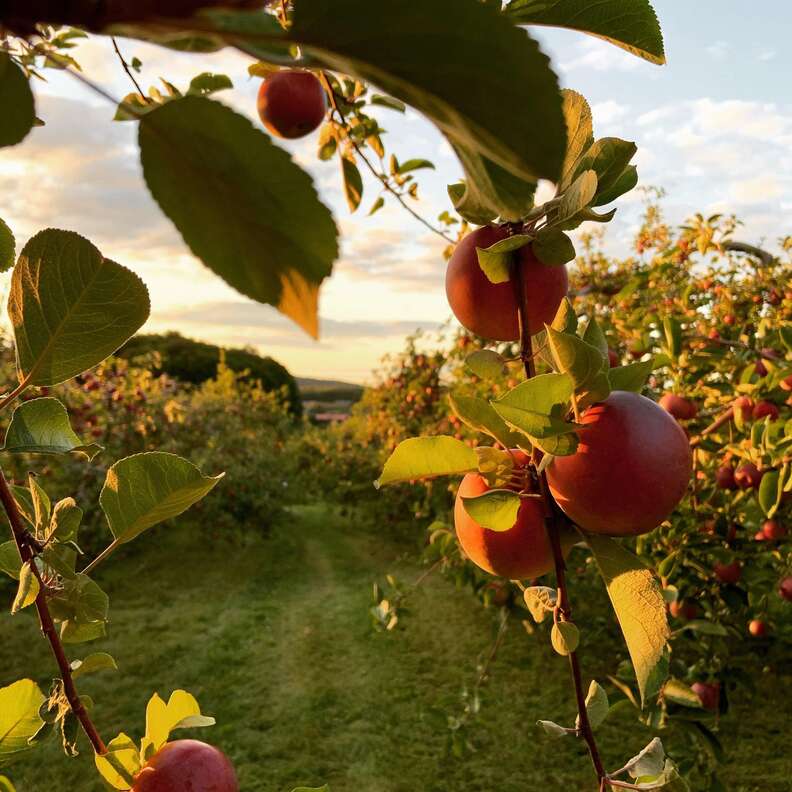 apple orchard