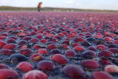 cranberry field
