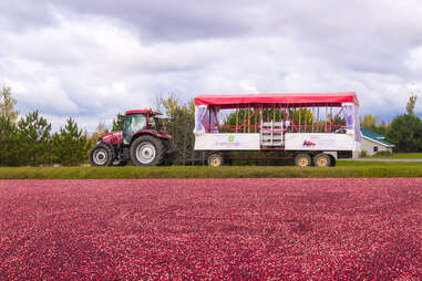 cranberry field