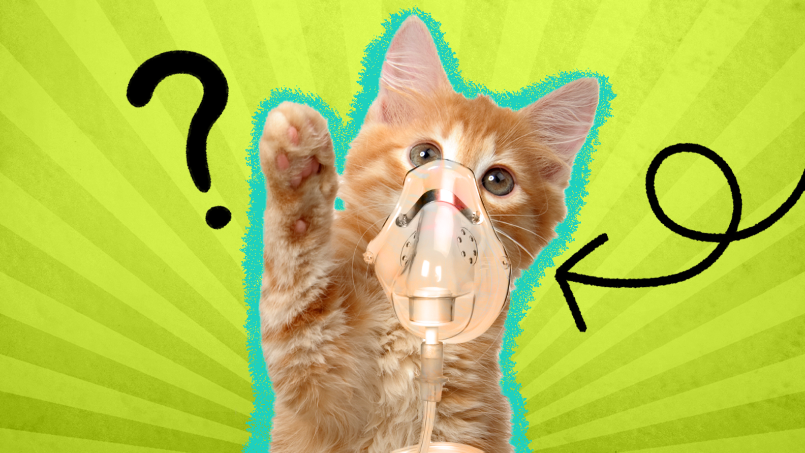 Cat Asthma Here’s What You Need To Know, According To A Vet Expert