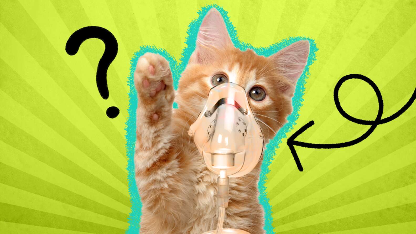 How to Help Cat with Asthma Attack in 6 Simple Steps How to Help Cat with Asthma Attack in 6 Simple Steps