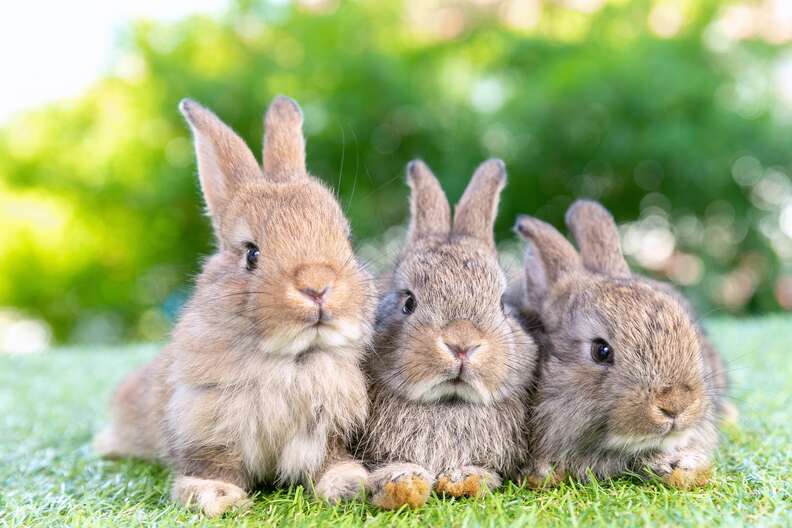 bunnies and rabbits