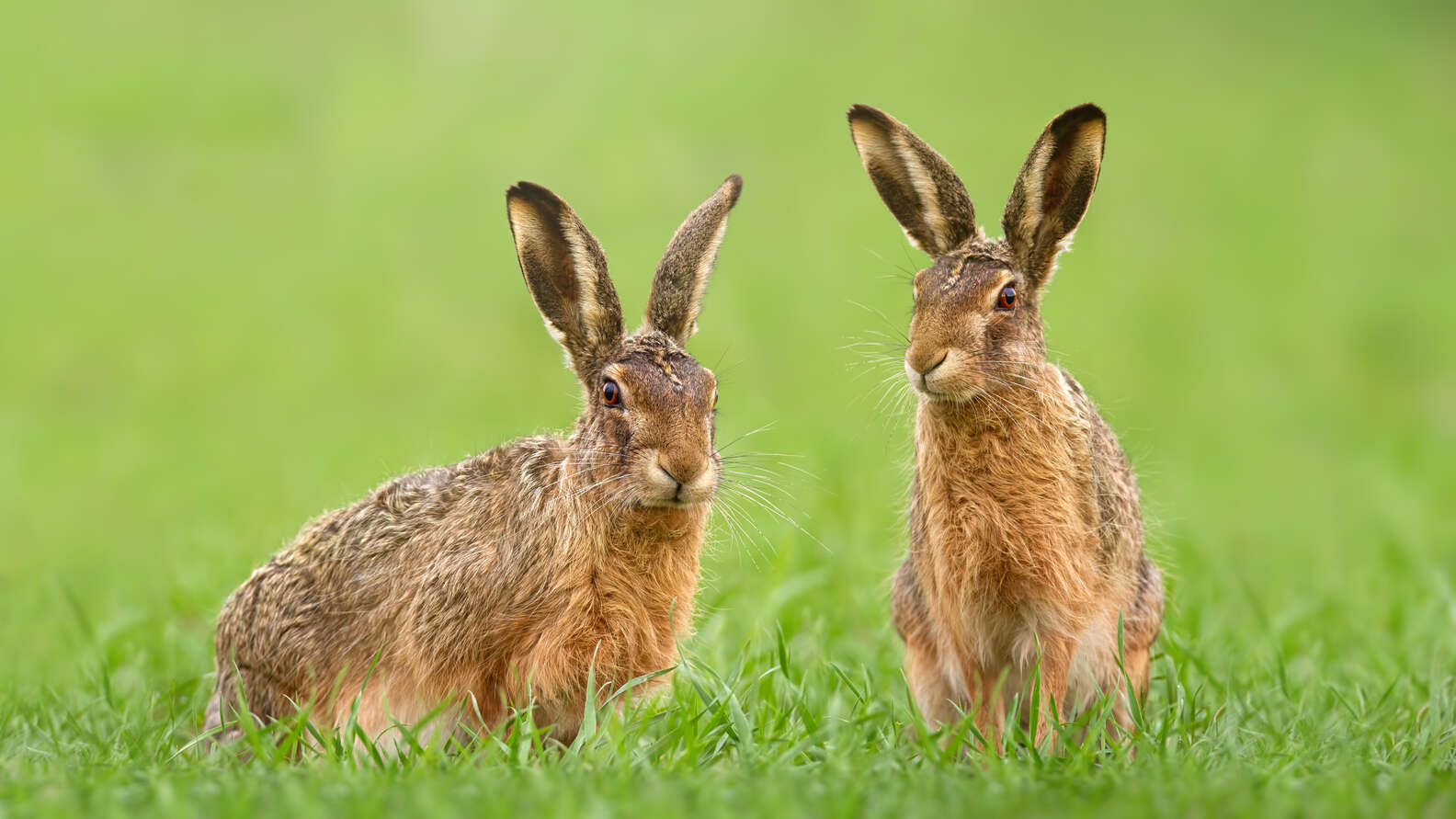 Bunny Vs Rabbit: Here Is The Difference Between These Two Animals ...