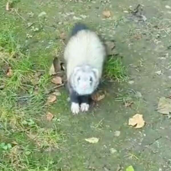 ferret looking at camera