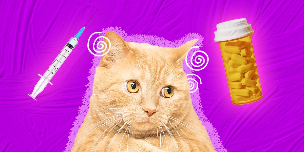 Over the counter anti nausea medication for cats best sale