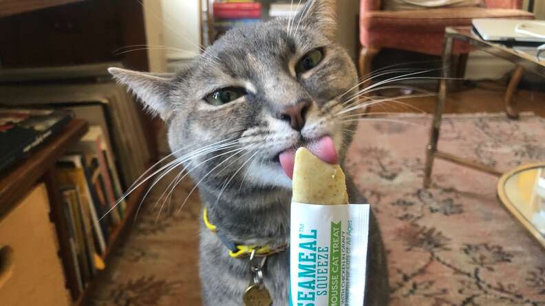 6 Lickable Cat Treats Your Kitty Will Ask For Again and Again