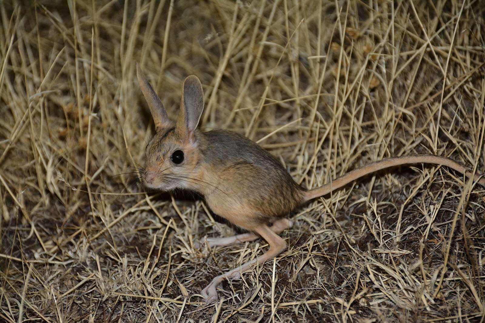 Thirsty Jerboa Approaches Man In Desert Asking For A Drink Of Water ...