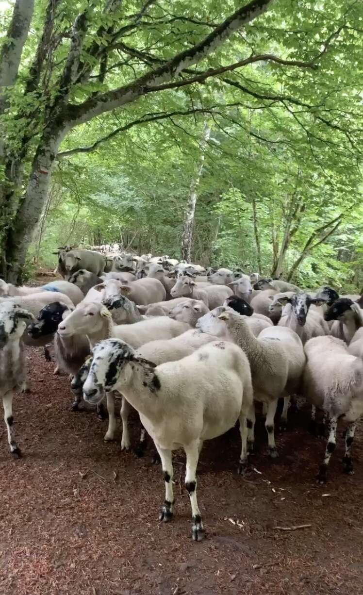 sheep