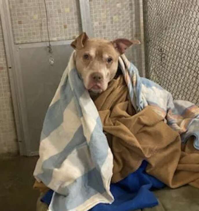 A dog sits happily while wrapped in blankets.