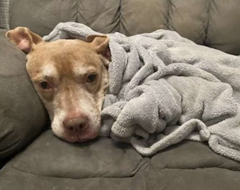 A dog sleeps with a blanket over her.