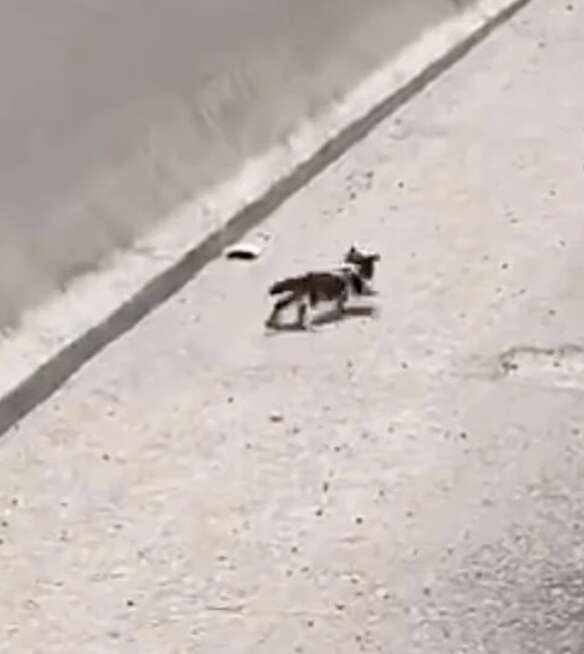 A kitten wanders a busy highway.