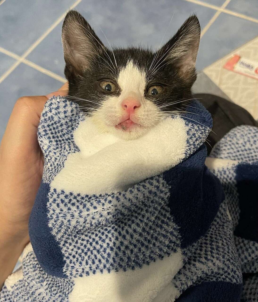 A woman holds a kitten that's wrapped in a blanket.