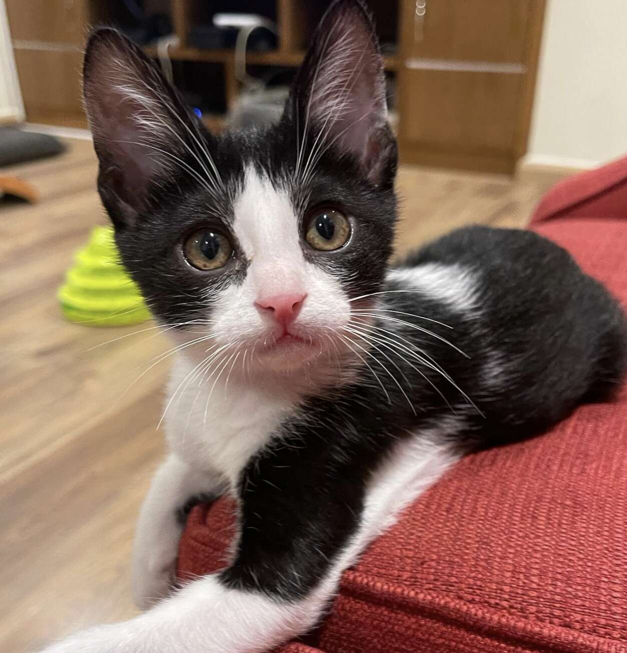 A black and white kitten lays on a red couch.