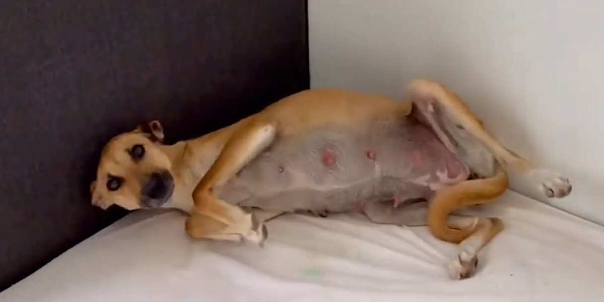 Rescuers Find A Very Pregnant Stray Dog - Videos - The Dodo