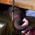 Elephant Escapes A Canal Using A Makeshift Ladder
