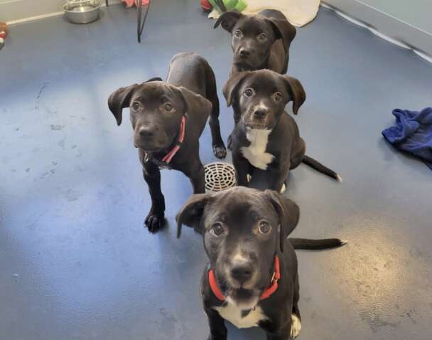 four puppies looking at camera