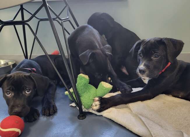 four puppies