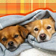dogs snuggling in blanket