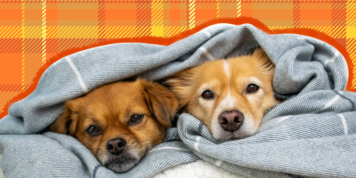Dog Blankets The 9 Best Blankets For Spending Cozy Nights On The Couch DodoWell The Dodo