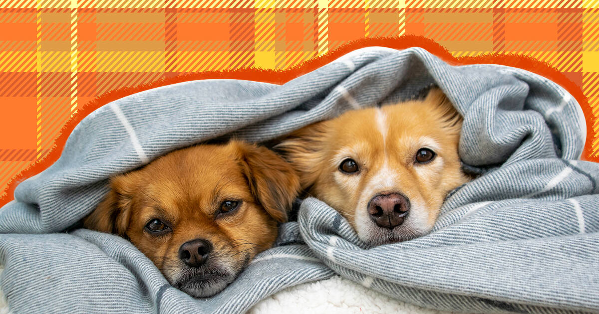 Dog Blankets The 9 Best Blankets For Spending Cozy Nights On The Couch DodoWell The Dodo