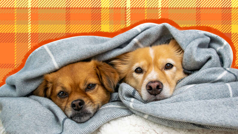 Rugged quilted cheap dog blanket