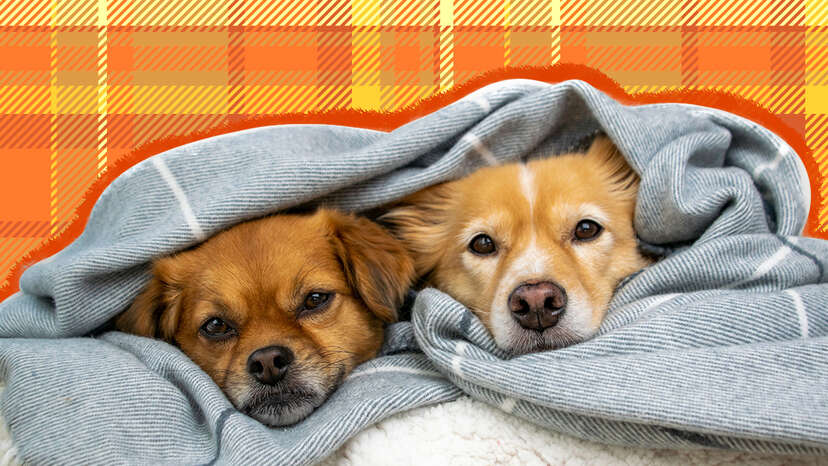 Blanket with clearance puppies on it