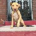 Stray Puppy Shows Up On Family’s Porch And Asks To Be Rescued
