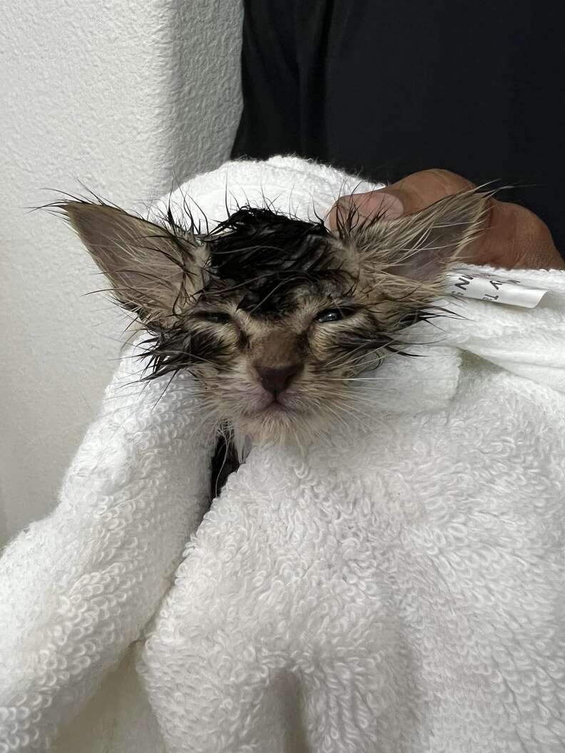 abandoned cat