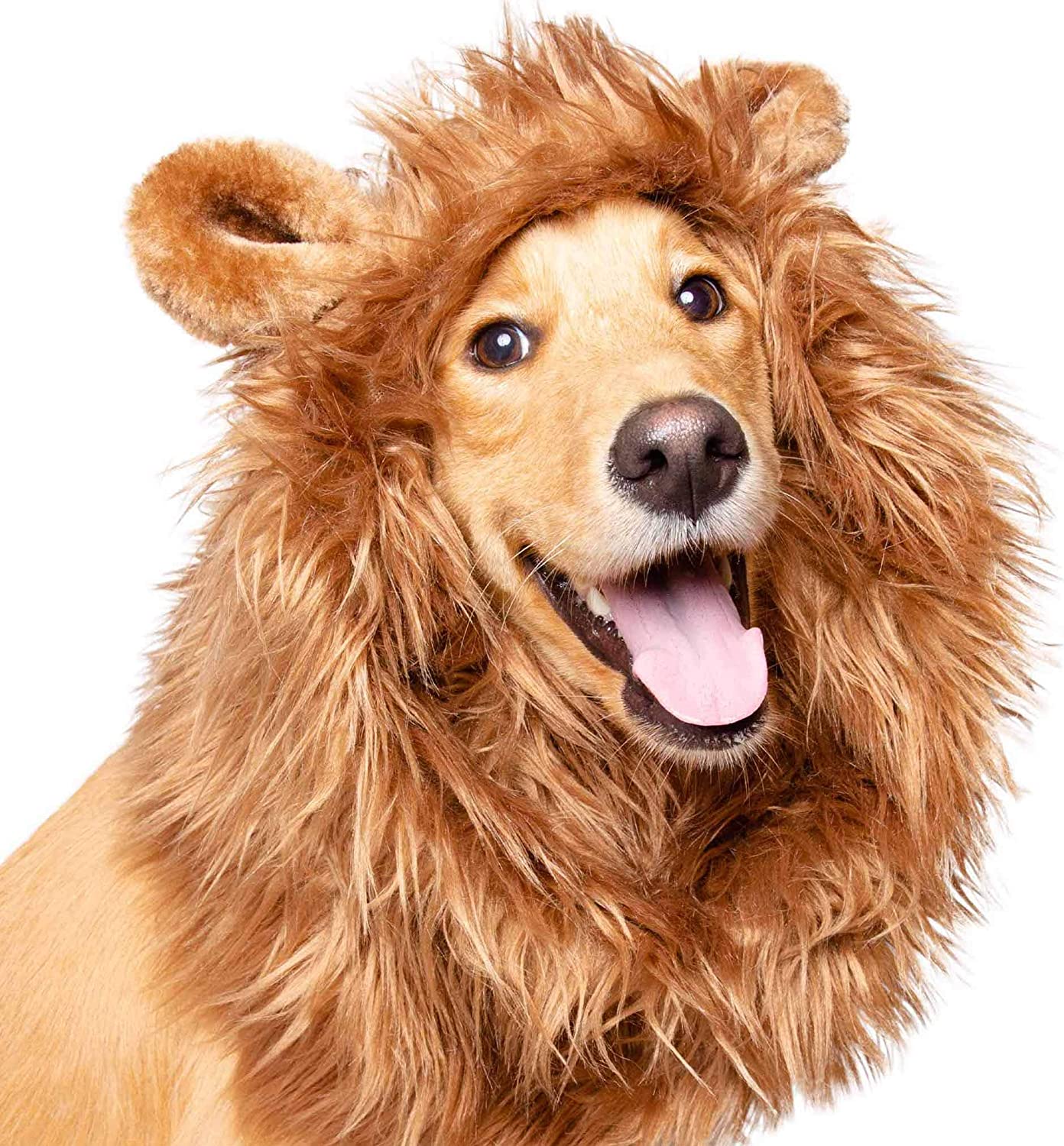 Large Dog Costumes: 13 Awesome Halloween Costumes Your Big Boy Or