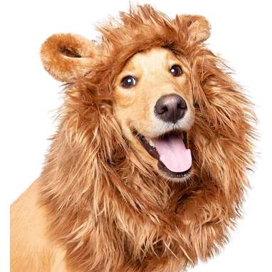 Make him look even more like a lion: Pet Krewe Dog Lion Mane 