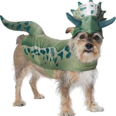 Dog with dinosaur outlet hat