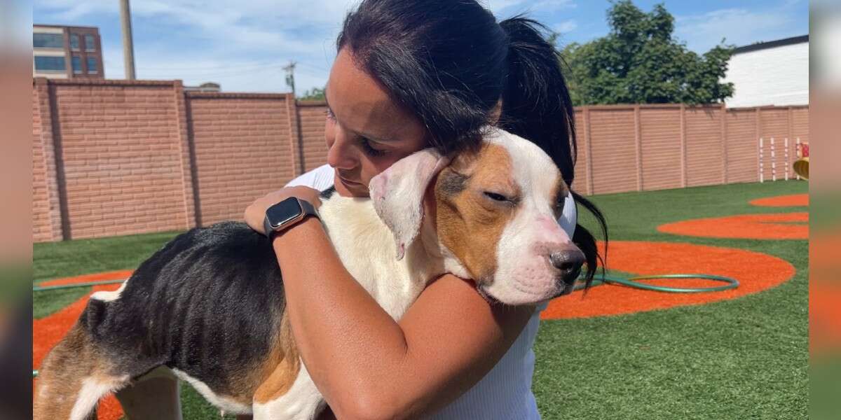Stray Dog Who Couldn’t Stand Up Gives Rescuer Biggest Hug When She Starts To Feel Better