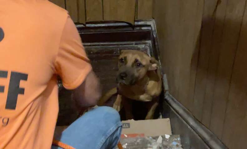 Loyal Canine Waits For Weeks In Empty Home After Household Leaves Him Behind
