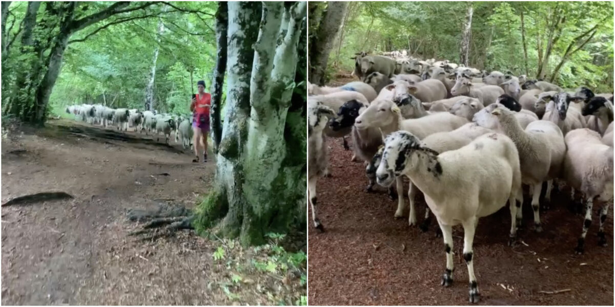Sheep Getting Lost Runner Turns Around And Realizes Flock Of Lost Sheep Following Her ...