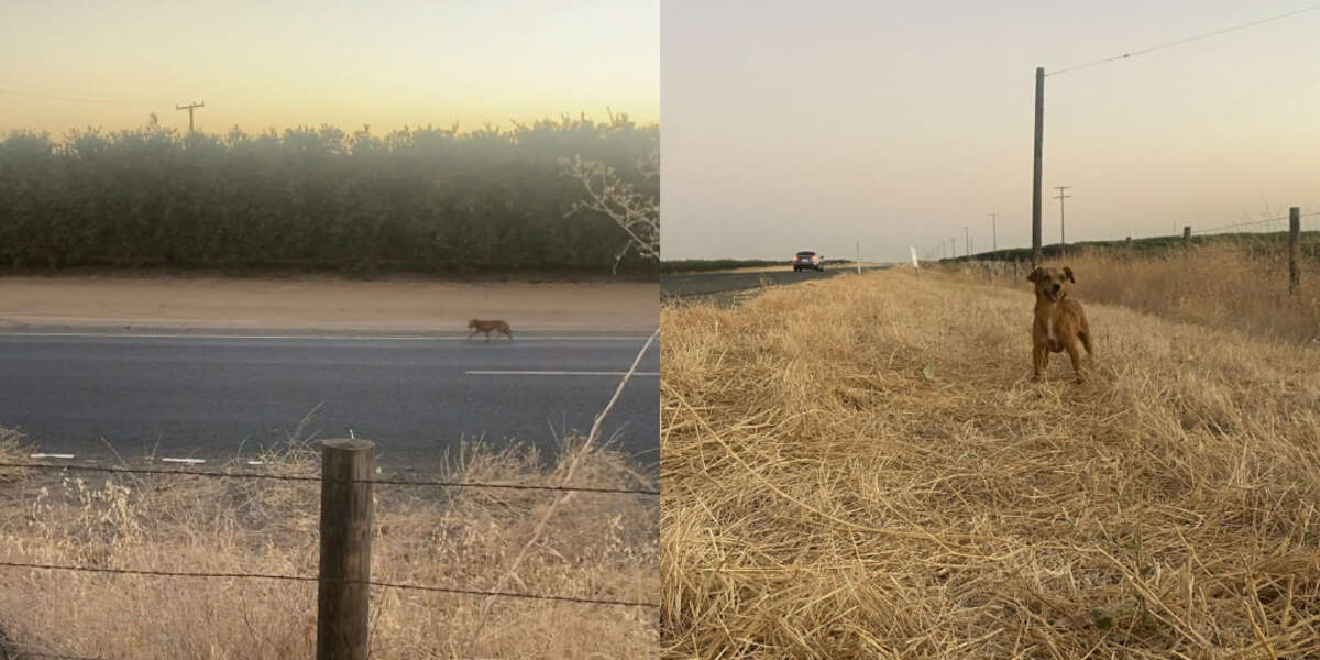 Couple Finds Dog Abandoned In Middle Of Nowhere And Takes Her On