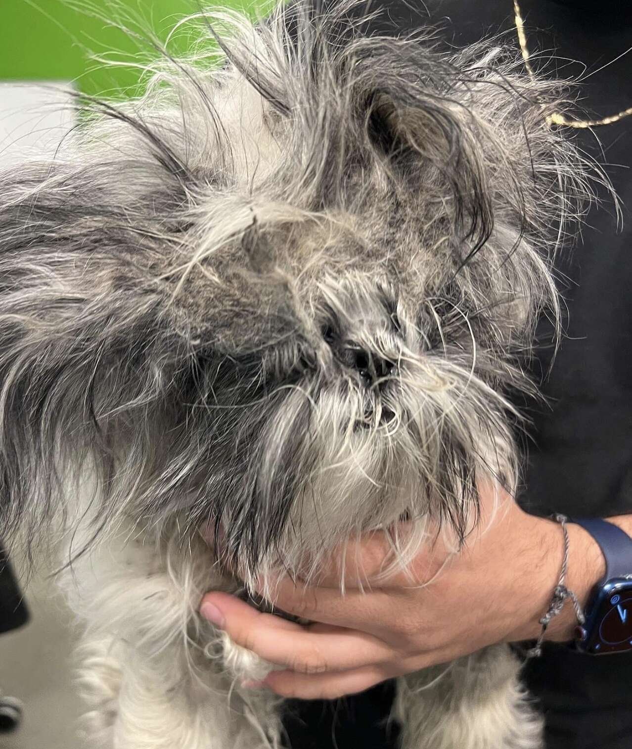 A dog is unrecognizable before a haircut.