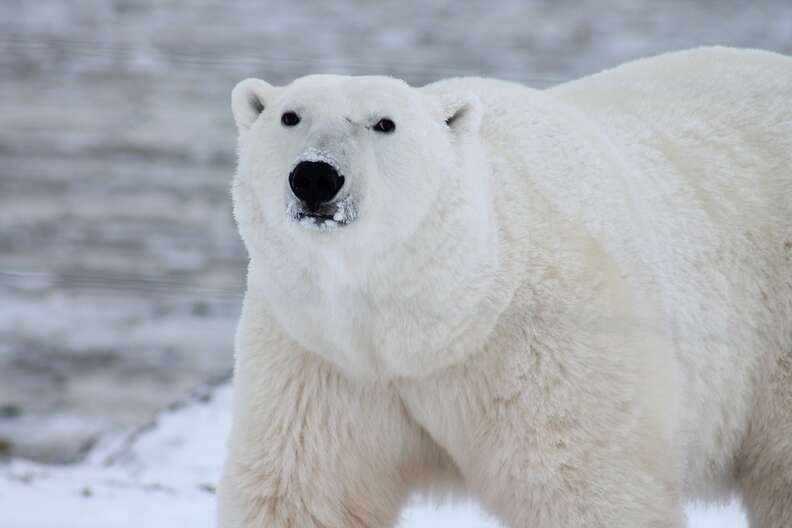 A polar bear walks in the snow.