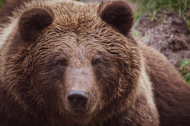 A grizzly bear faces the camera.
