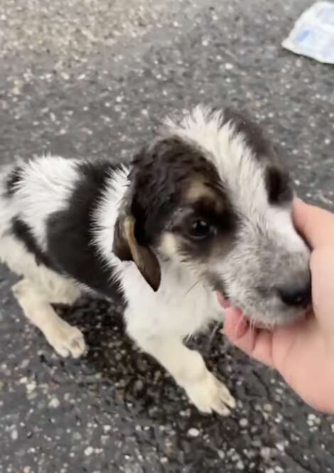 A rescuer offers a hand to a hungry puppy.