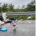 A hungry puppy searches for food on the side of the road.