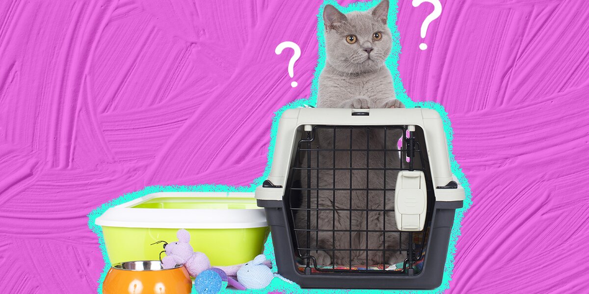 How To Stop Cat Litter Tracking - DodoWell - The Dodo