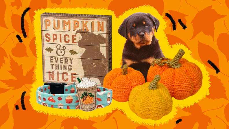 Pumpkin spice hot sale dog toy